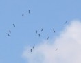 /album/some-overseas-trips/black-storks-migrating-over-eilat-jpg/